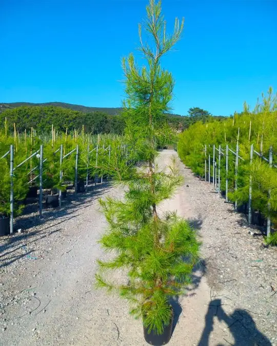 Pinus halepensis