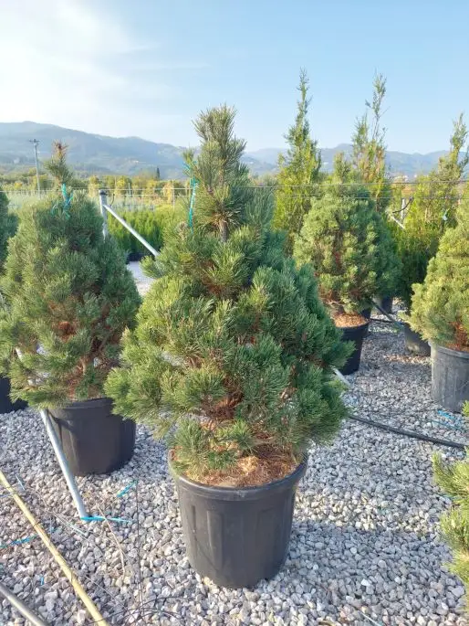 Pinus mugo 'Colombo' vaso