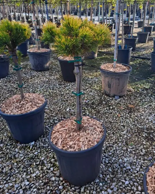 Pinus mugo 'Carsten's Winter Gold' 1/4 fusto