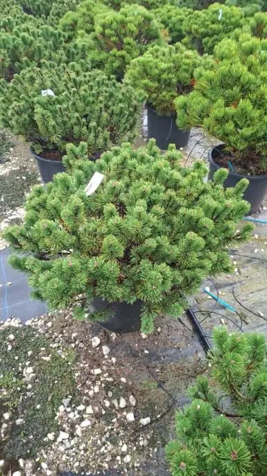 Pinus mugo 'Humpy' vaso