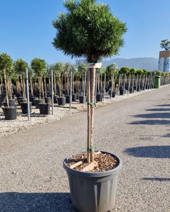 Pinus mugo 'Mops' 1/4 fusto
