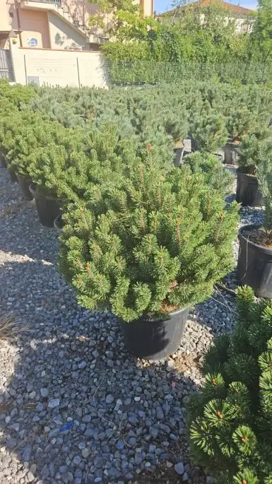 pinus_mugo_mops.jpg