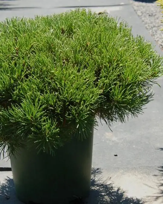 Pinus mugo 'Pumilio'-SKU1704