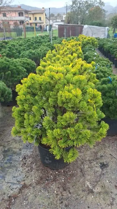 Pinus mugo 'Carsten's Winter Gold' vaso