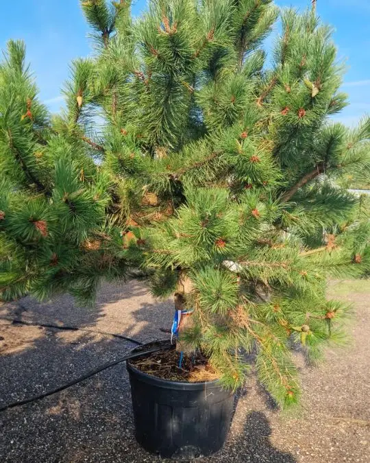 Pinus nigra 'Austriaca' (austriaca) (nigra subsp. nigra) clt 1/2 fusto