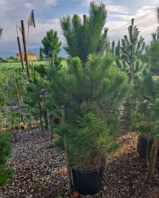 Pinus nigra 'Austriaca'