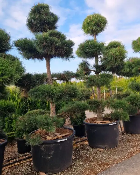 Pinus nigra 'Austriaca' bonsai