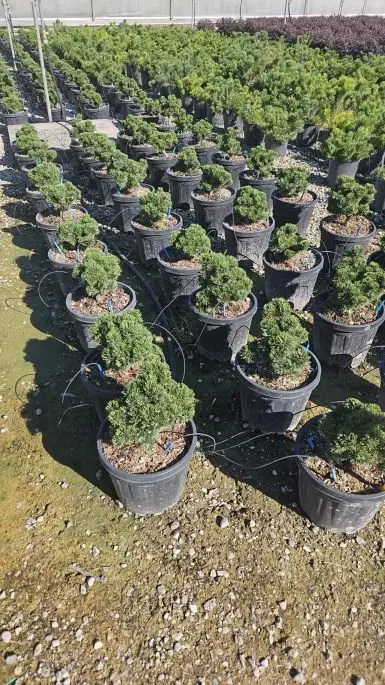 Pinus 'Sherwood Compact' vaso