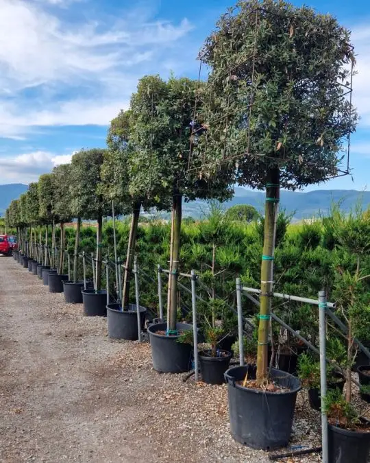 Quercus ilex cubo alto fusto