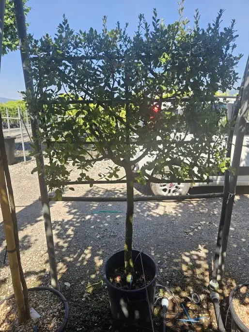Ilex mutchagara ‘Nellie R. Stevens’ spalliera 1/2 fusto vaso