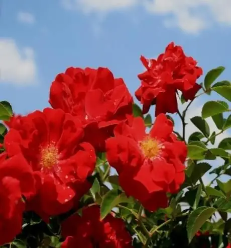 Rosa coprisuolo red mirato®-TES_ROS_CONF_242