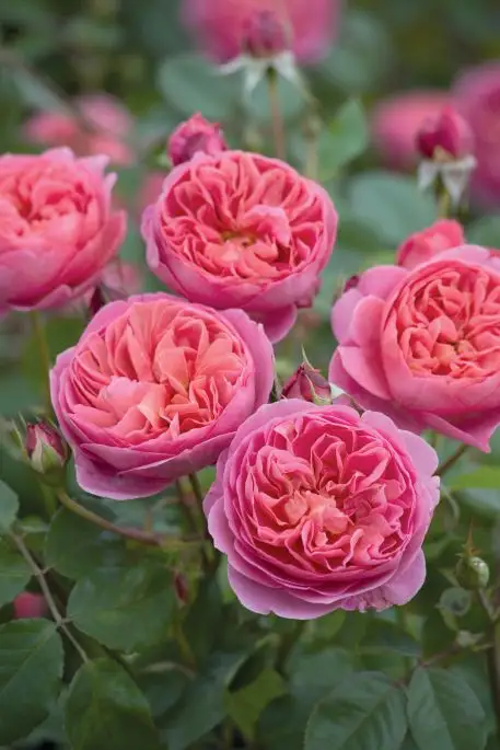 Rosa inglese Boscobel®-TES_ROS_CONF_184