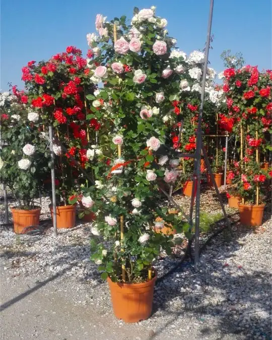 Rosa colonna in var.-TES_ROS_CONF_377