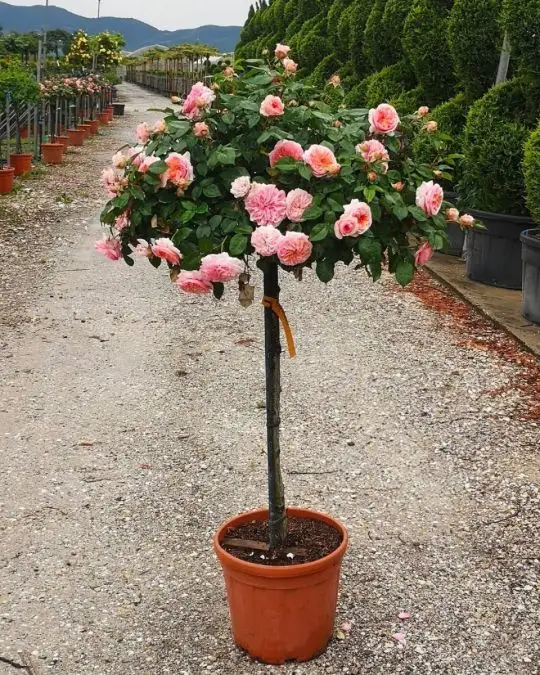 Rosa 1/2 f ombrello in var.-TES_ROS_CONF_378