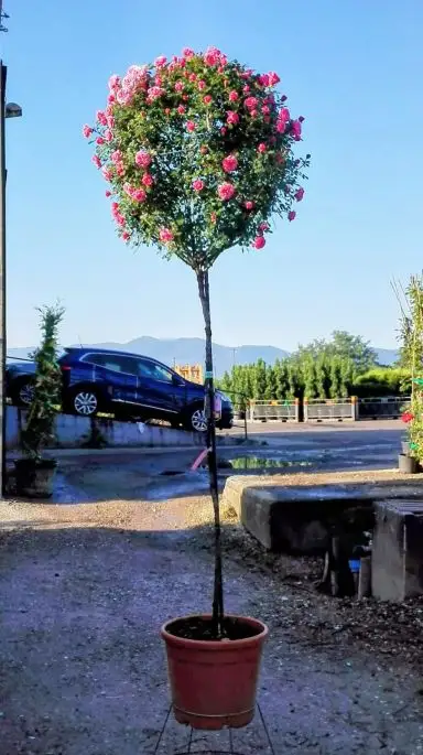 Rosa 3/4 fusto palla-TES_ROS_CONF_392