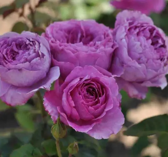 Rosa grandifiori Adore aroma®-TES_ROS_CONF_388