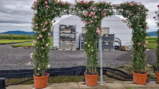 Rosa arco doppio tridimensionale in var.-TES_ROS_CONF_391