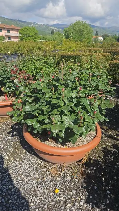 Rosa cespuglio ciotola in var.-TES_ROS_CONF_383