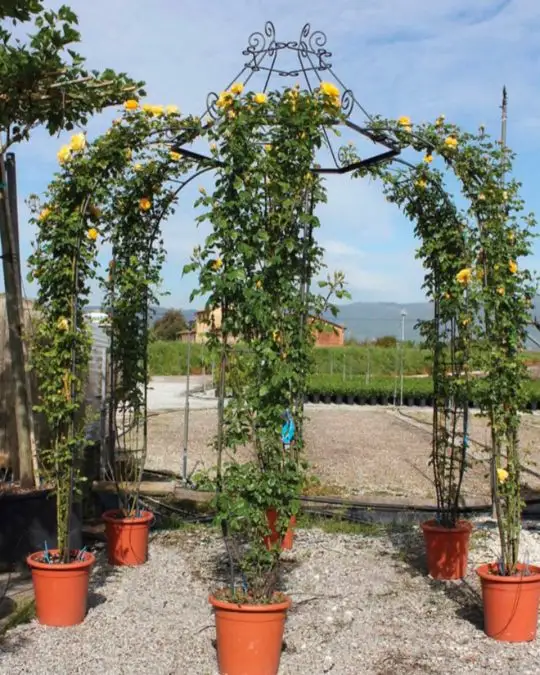 Rosa gazebo in var.-TES_ROS_CONF_380