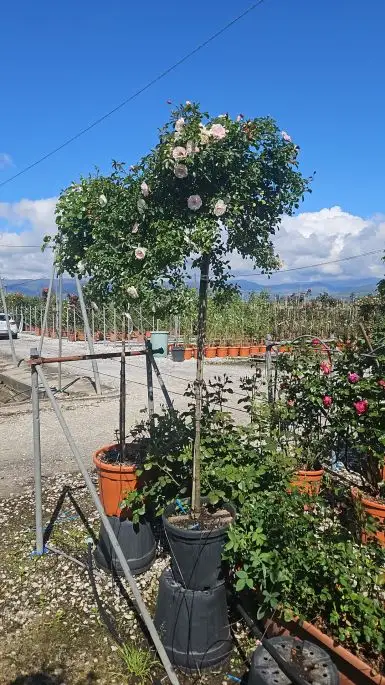 Rosa 1/2 f pendula in var.-TES_ROS_CONF_379