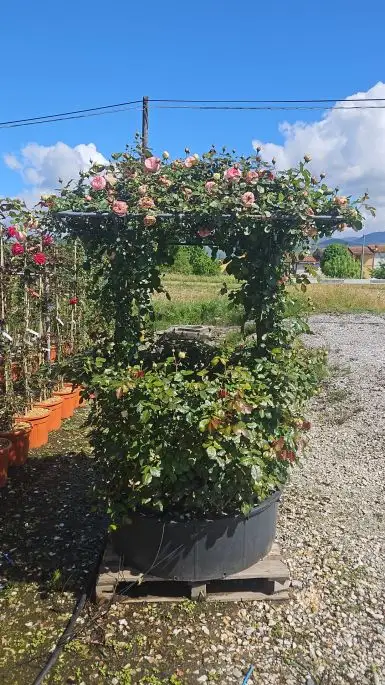 Rosa pozzo in var.-TES_ROS_CONF_381