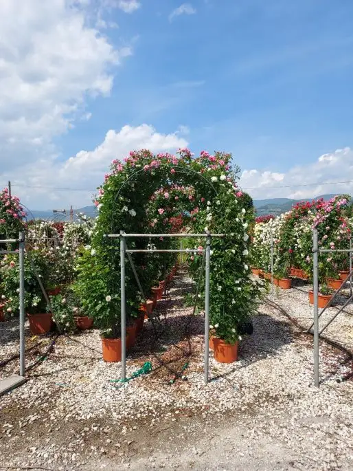 Rosa arco in var.-TES_ROS_CONF_371