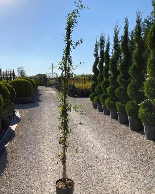 Rosa banksiae 'Lutea'-SKU2007