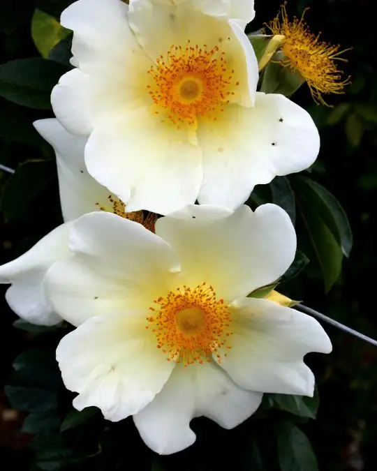 Rosa bracteata 'Mermaid'-SKU2009