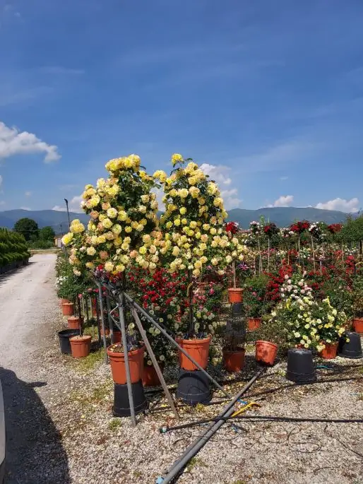 Rosa 1/2 f con campana in var.-TES_ROS_CONF_374