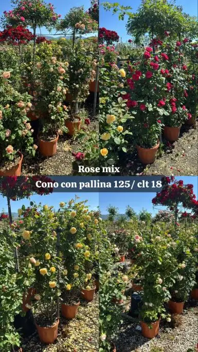 Rosa cono in var.-TES_ROS_CONF_375