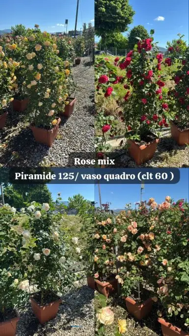 Rosa piramide in var.-TES_ROS_CONF_376