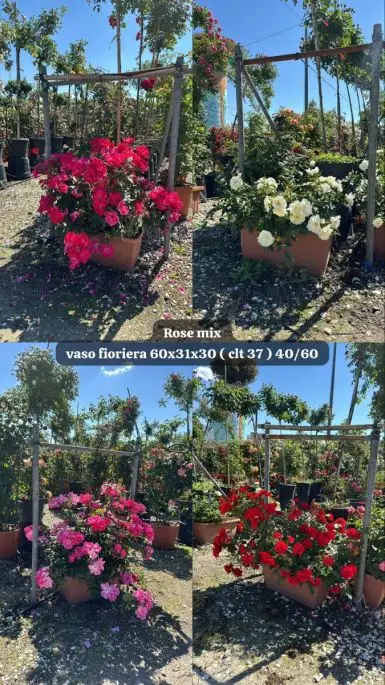 Rosa cespuglio cassetta in var.-TES_ROS_CONF_385