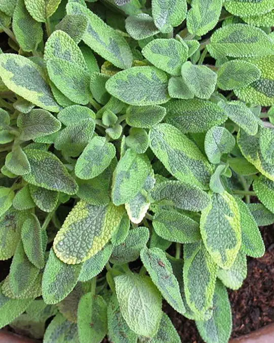 Salvia officinalis 'Icterina'-SKU2057
