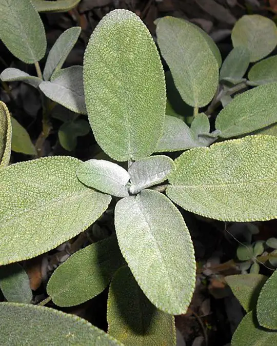 Salvia officinalis 'Maxima'-SKU2058