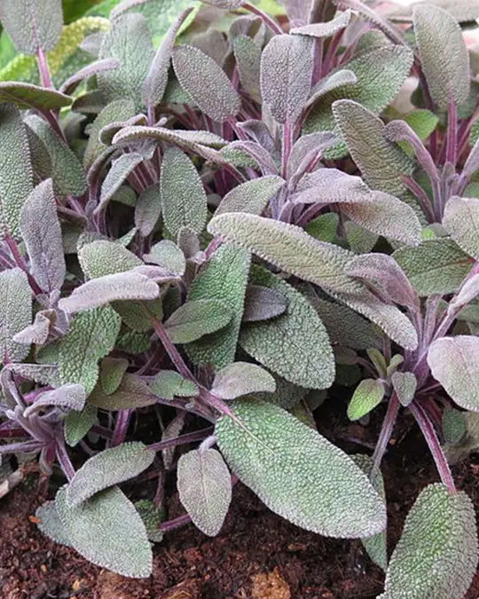 Salvia officinalis 'Purpurascens'-SKU2059