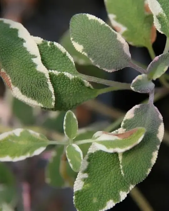 Salvia officinalis 'Tricolor'-SKU2060