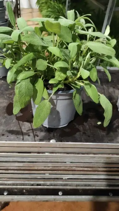 Salvia officinalis-SKU2056