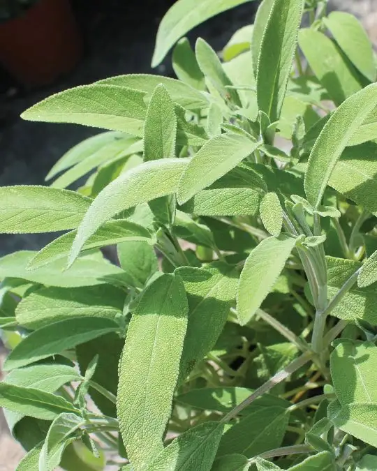 Salvia officinalis-SKU2056