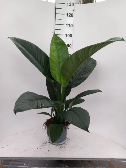 Spatiphyllum sensation