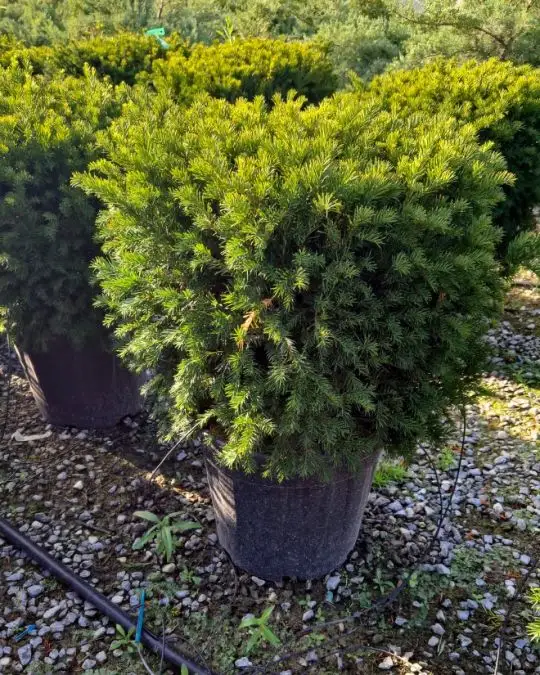 Taxus baccata cubo