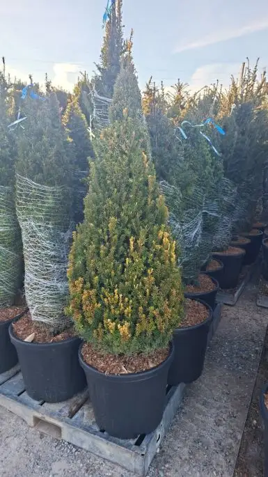 Taxus baccata vaso piramide
