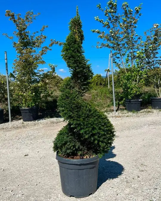 taxus_baccata_spirale_clt45-55.jpg
