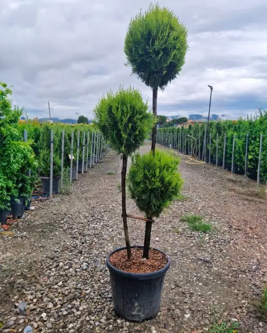 Thuja orientalis 'Pyramidalis Aurea' clt 3 palle