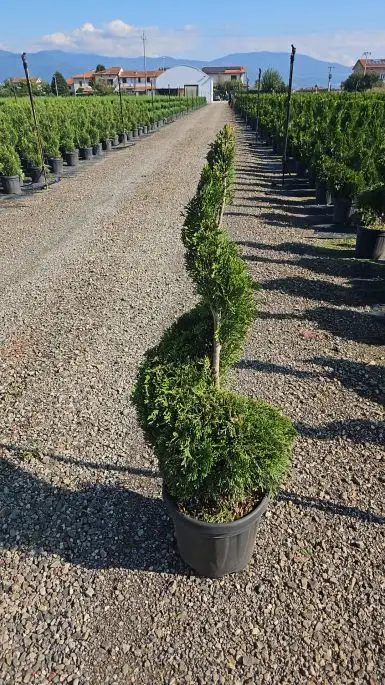 Thuja occidentalis ‘Smaragd’ vaso mini spirale