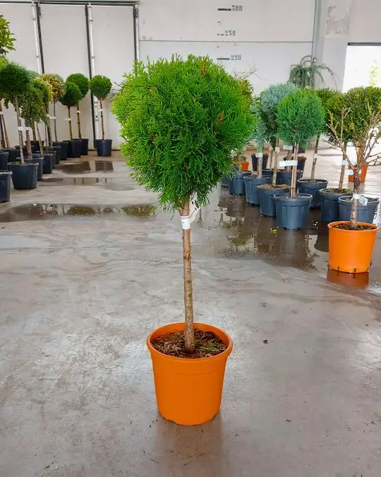 thuya_occidentalis_smaragd_minifusto.jpg