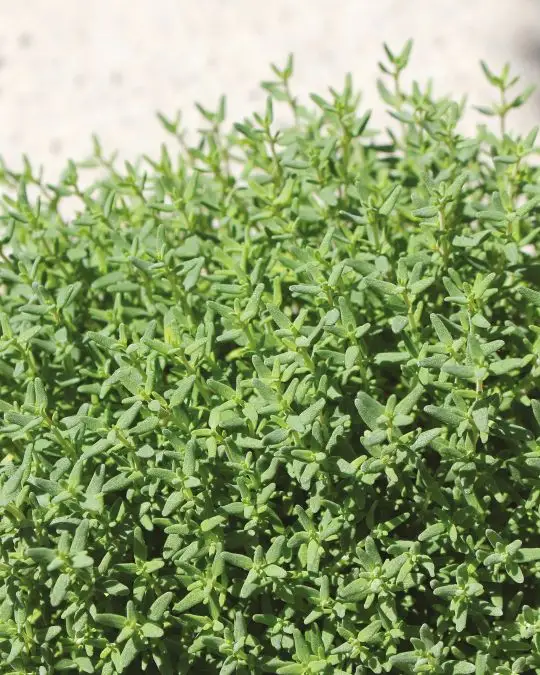 Thymus vulgaris-SKU2201