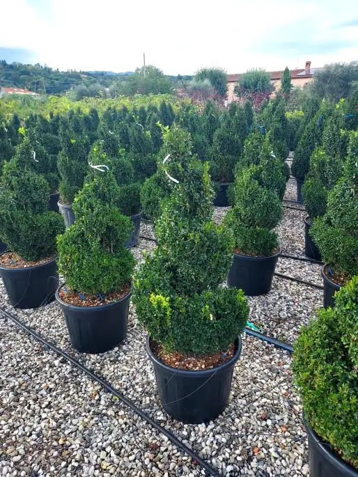 Buxus sempervirens ‘Arborescens’ vaso spirale
