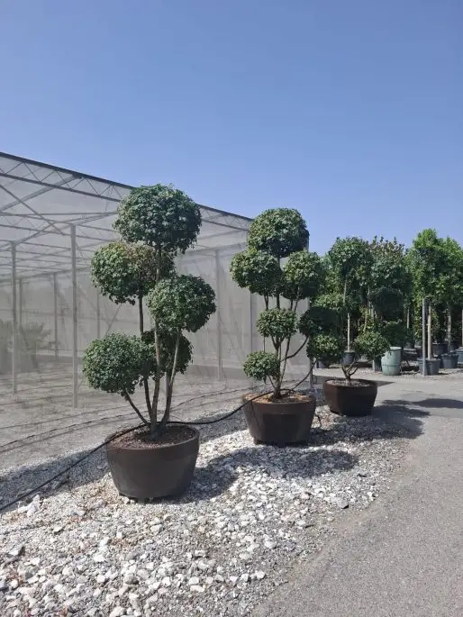 Acer campestre-NATURART-CONF_2