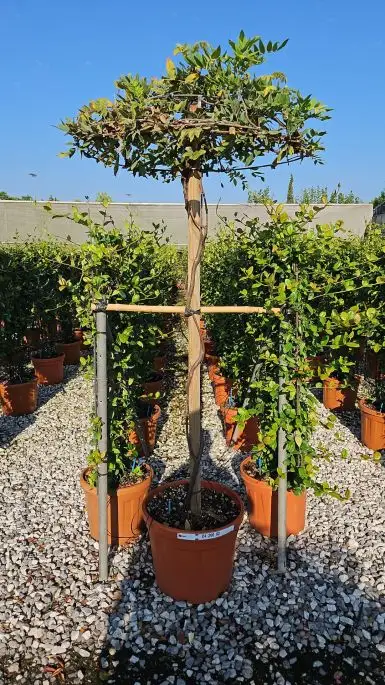 Wisteria sinensis vaso ombrello