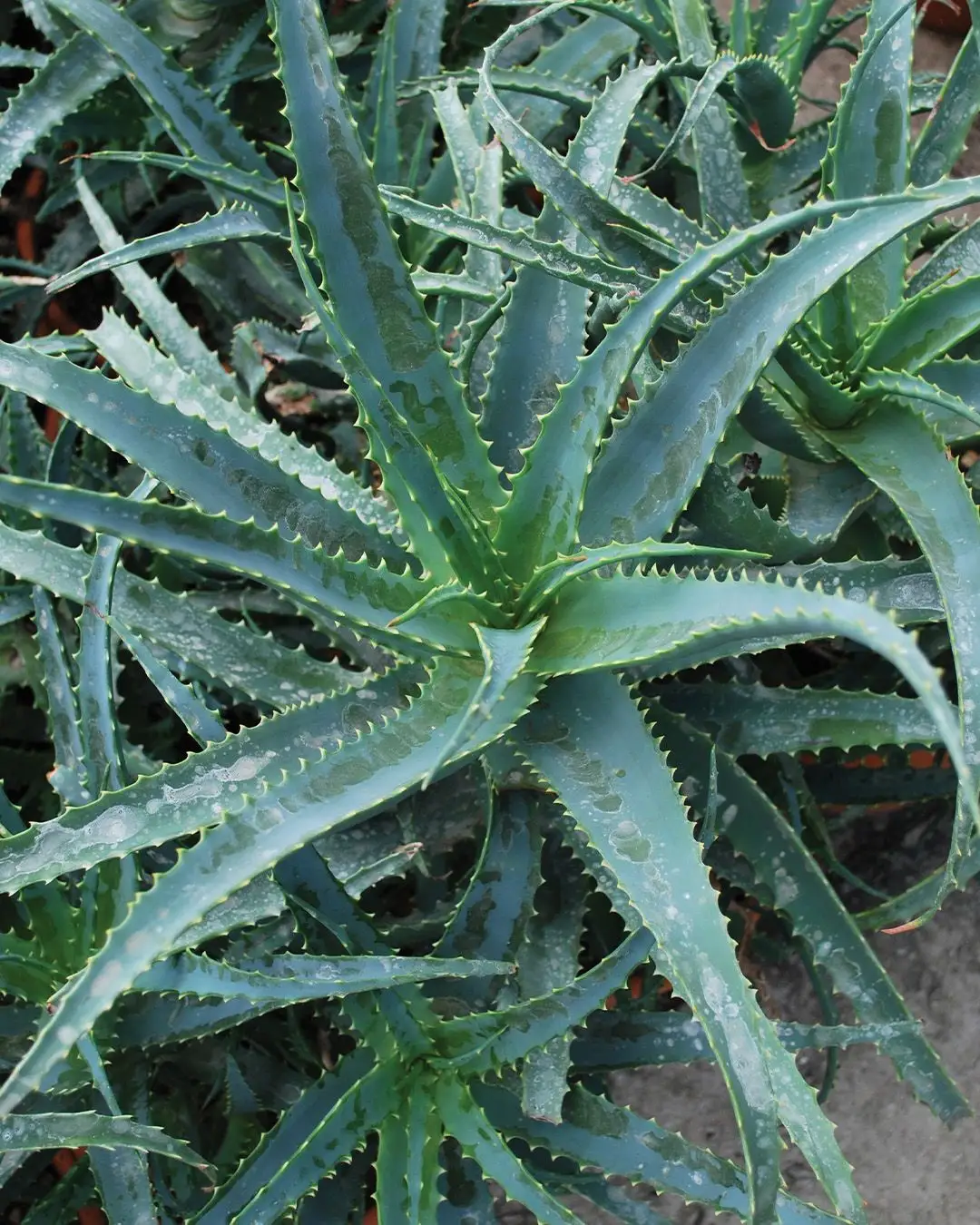 benton aloe cream Benton Aloe Hyaluron Cream 50 gr